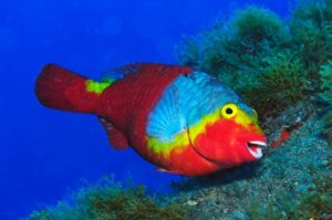Parrotfish | PADI Scuba Diver Course Lanzarote | Manta Diving Lanzarote