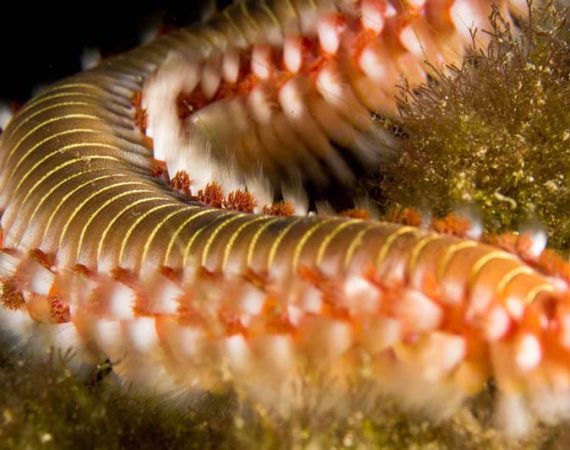 Marine Life in Lanzarote: Fireworm | Fish you can see while diving in Lanzarote
