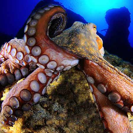 Octopus | Open Water | PADI Dive Centre Lanzarote